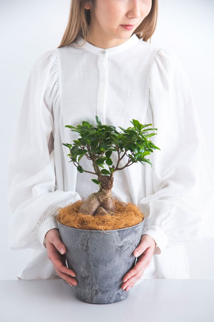 観葉植物 ガジュマル（6号鉢）の写真4枚目