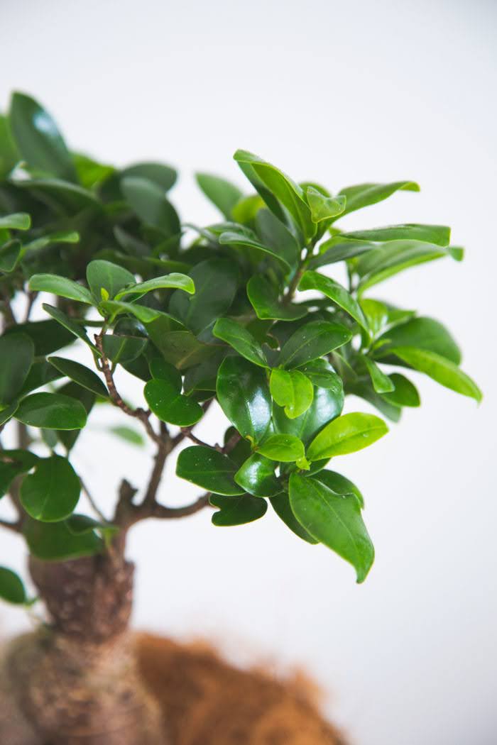 観葉植物 ガジュマル（6号鉢）の写真5枚目