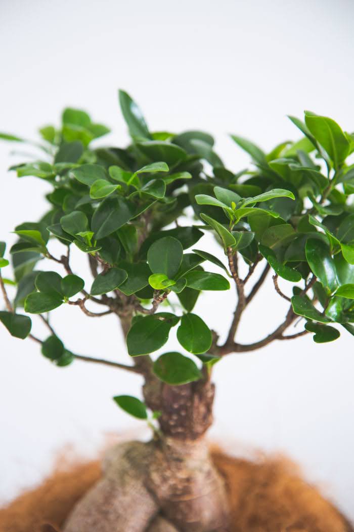 観葉植物 ガジュマル（6号鉢）の写真6枚目