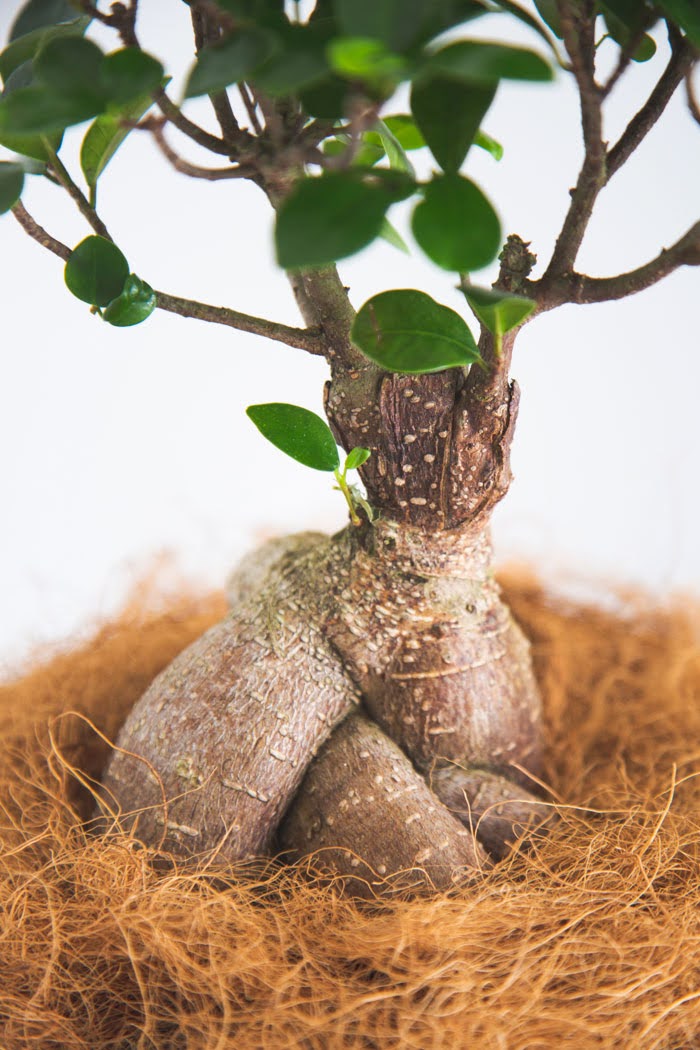 観葉植物 ガジュマル（6号鉢）の写真7枚目