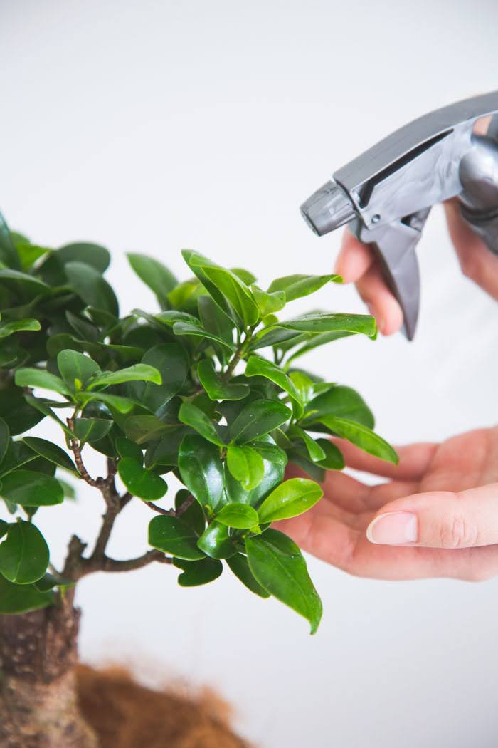 観葉植物 ガジュマル（6号鉢）の写真8枚目