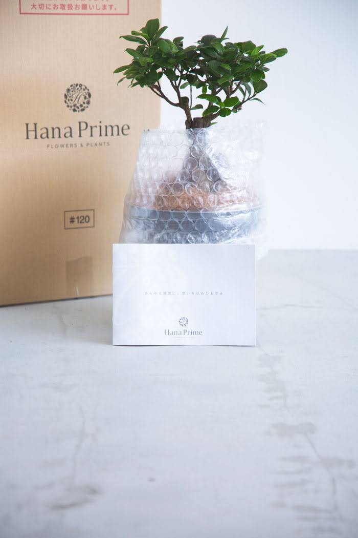 観葉植物 ガジュマル（6号鉢）｜HanaPrime（ハナプライム）