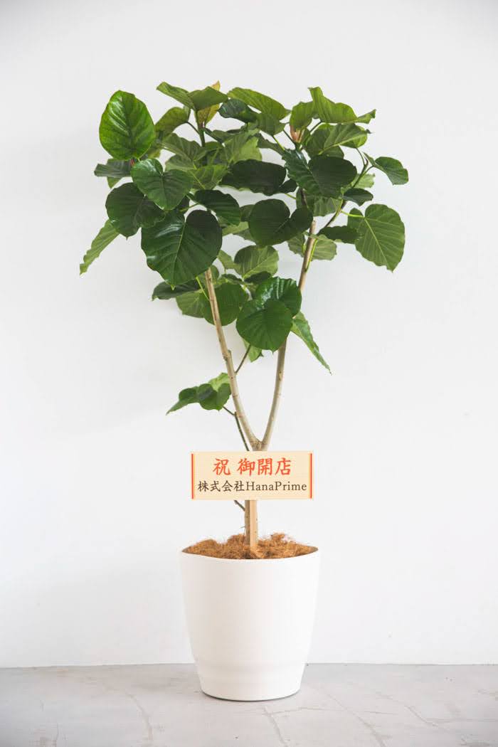 観葉植物 フィカス ウンベラータ 10号鉢 公式 Hanaprime 花と植物のギフト通販