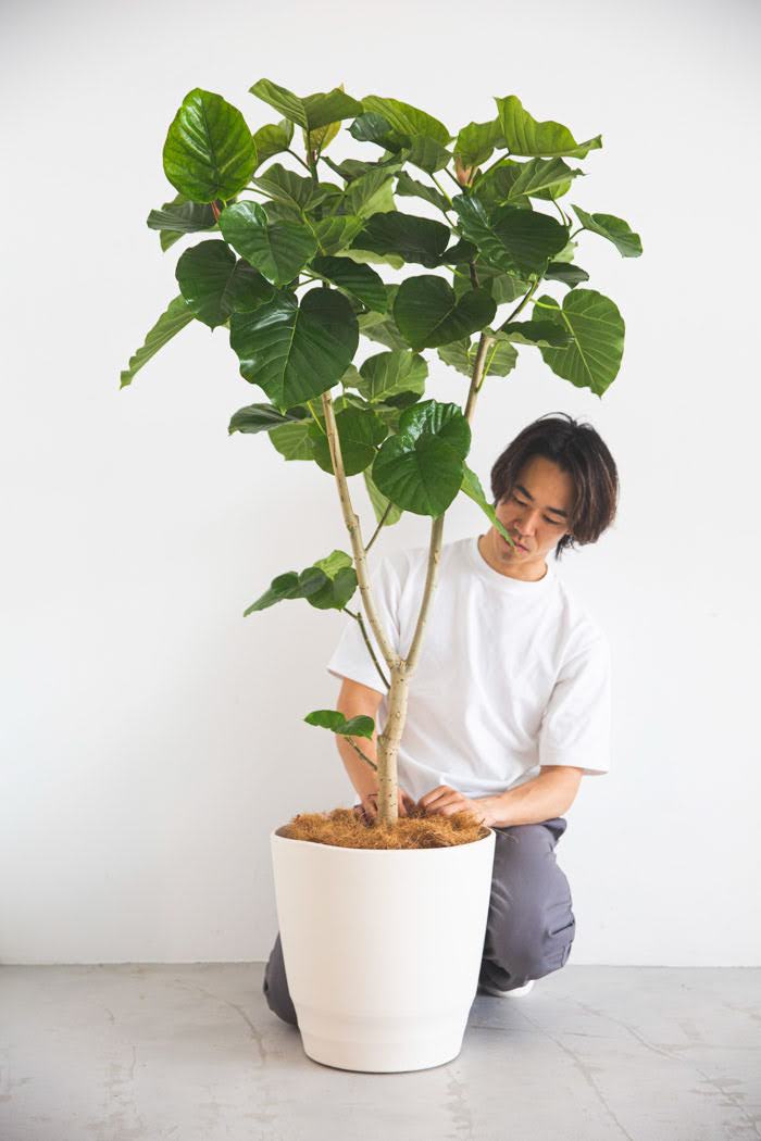 観葉植物 フィカス ウンベラータ 10号鉢 公式 Hanaprime 花と植物のギフト通販