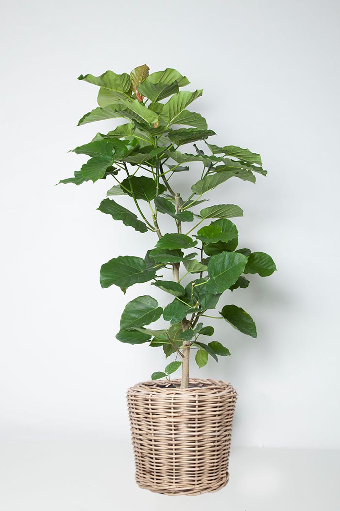 観葉植物 フィカス ウンベラータ 10号鉢 公式 Hanaprime 花と植物のギフト通販