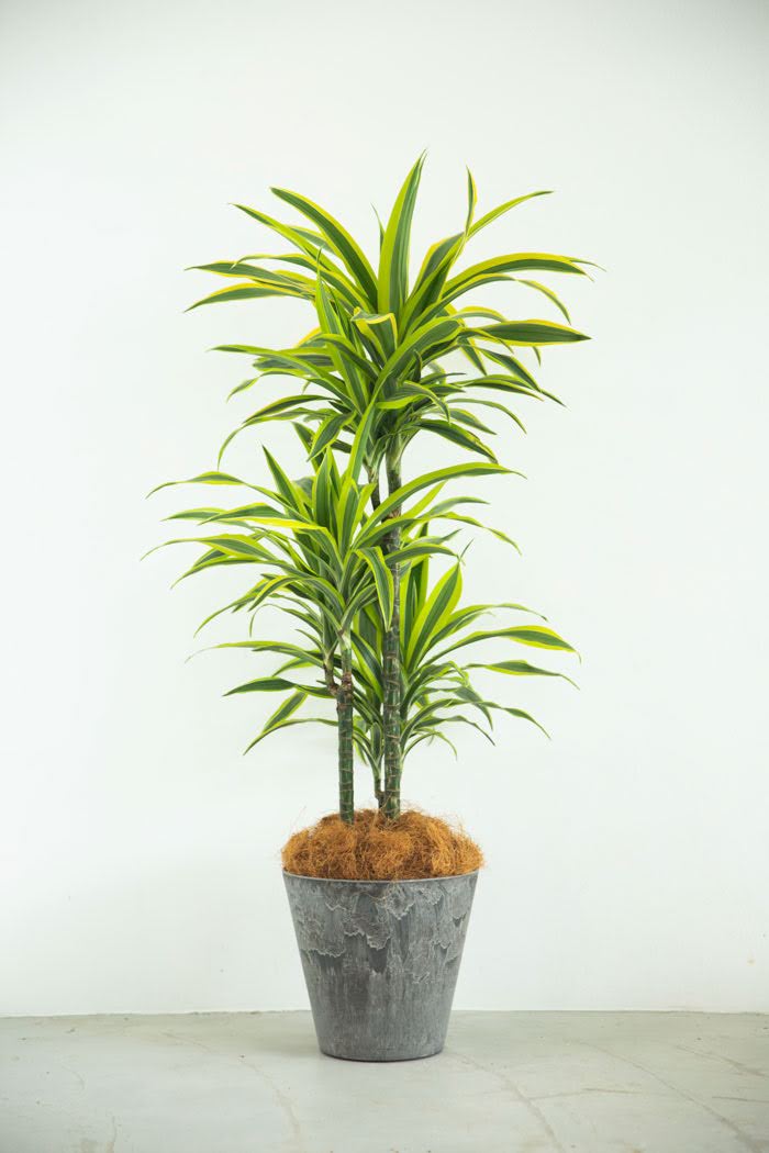 観葉植物 ドラセナ ワーネッキーレモンライム（8号鉢）