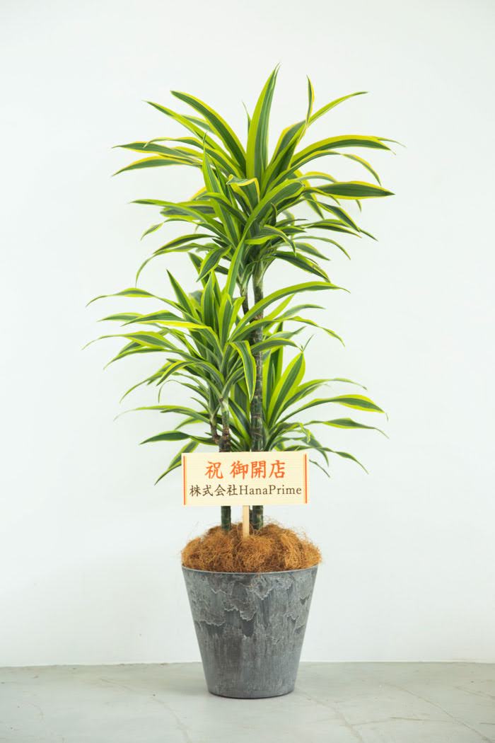 観葉植物 ドラセナ ワーネッキーレモンライム（8号鉢）