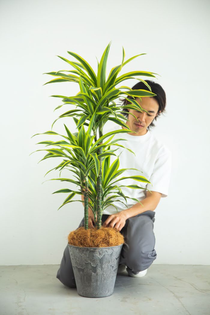 観葉植物 ドラセナワーネッキーレモンライム 8号鉢 公式 Hanaprime 花と植物のギフト通販