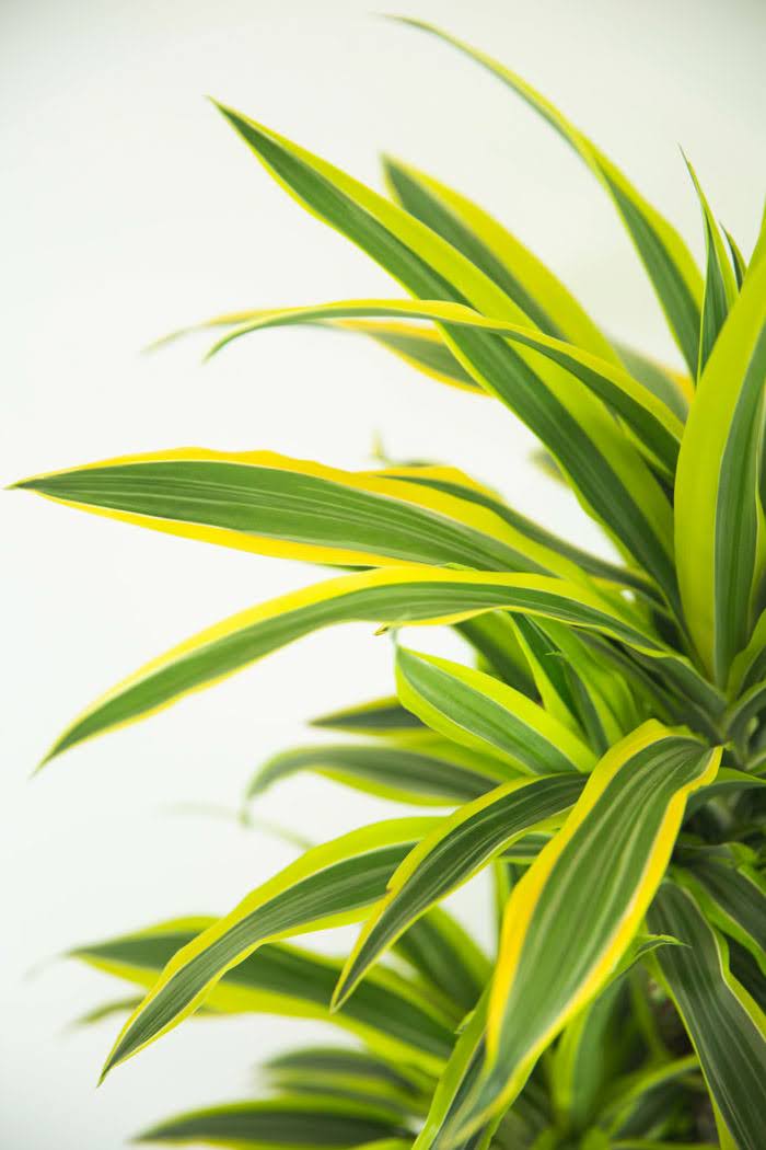 観葉植物 ドラセナ ワーネッキーレモンライム（8号鉢）｜HanaPrime