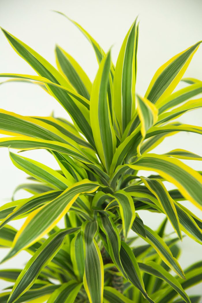 観葉植物 ドラセナ ワーネッキーレモンライム（8号鉢）の写真5枚目