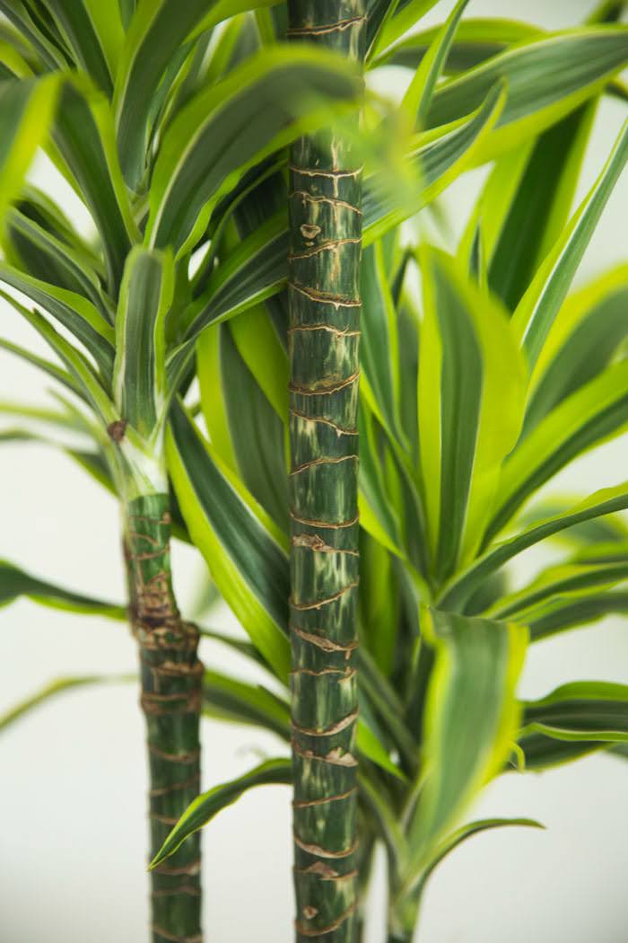 観葉植物 ドラセナ ワーネッキーレモンライム（8号鉢）の写真6枚目