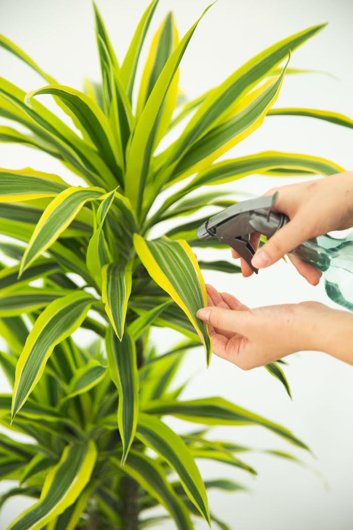 観葉植物 ドラセナ ワーネッキーレモンライム（8号鉢）｜HanaPrime