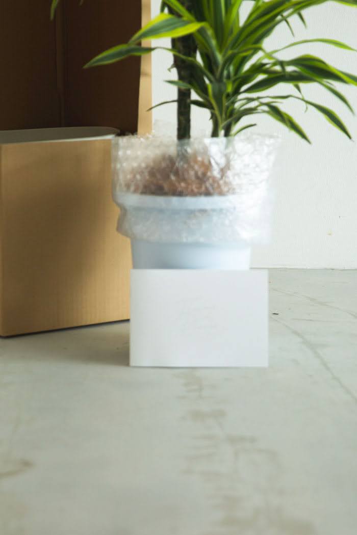 観葉植物 ドラセナ ワーネッキーレモンライム（8号鉢）の写真8枚目