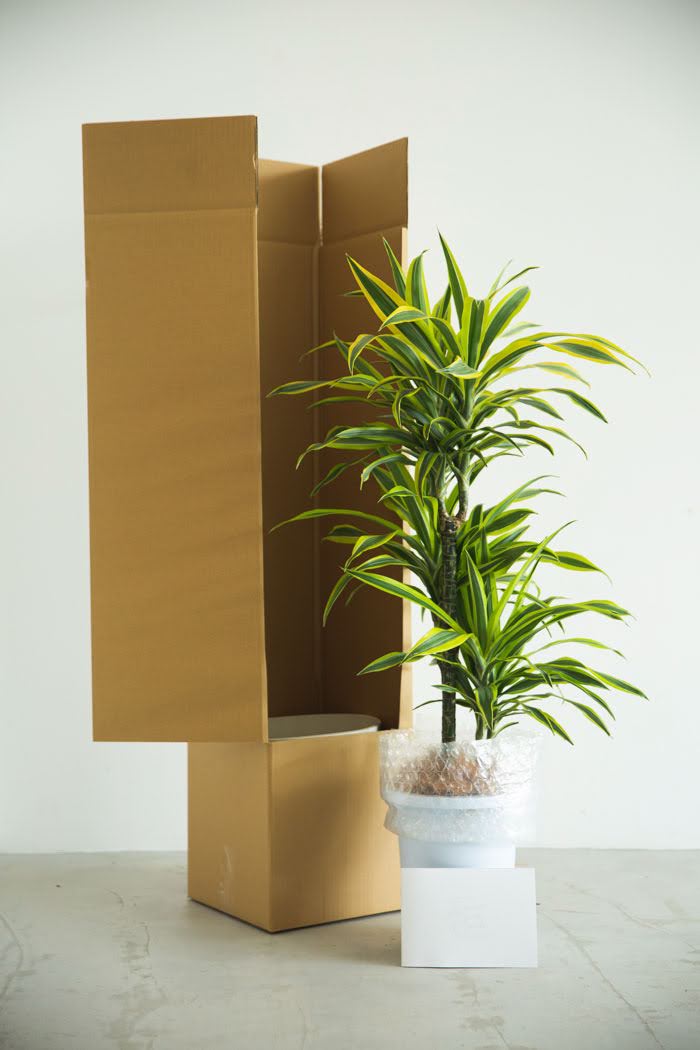 観葉植物 ドラセナ ワーネッキーレモンライム（8号鉢）の写真9枚目