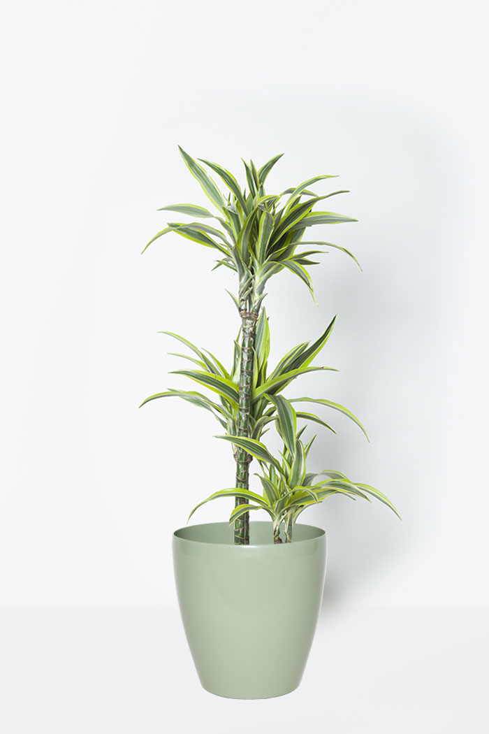 観葉植物 ドラセナワーネッキーレモンライム 8号鉢 公式 Hanaprime 花と植物のギフト通販 観葉植物 ドラセナワーネッキーレモンライム 8号鉢 公式 Hanaprime 花と植物のギフト通販