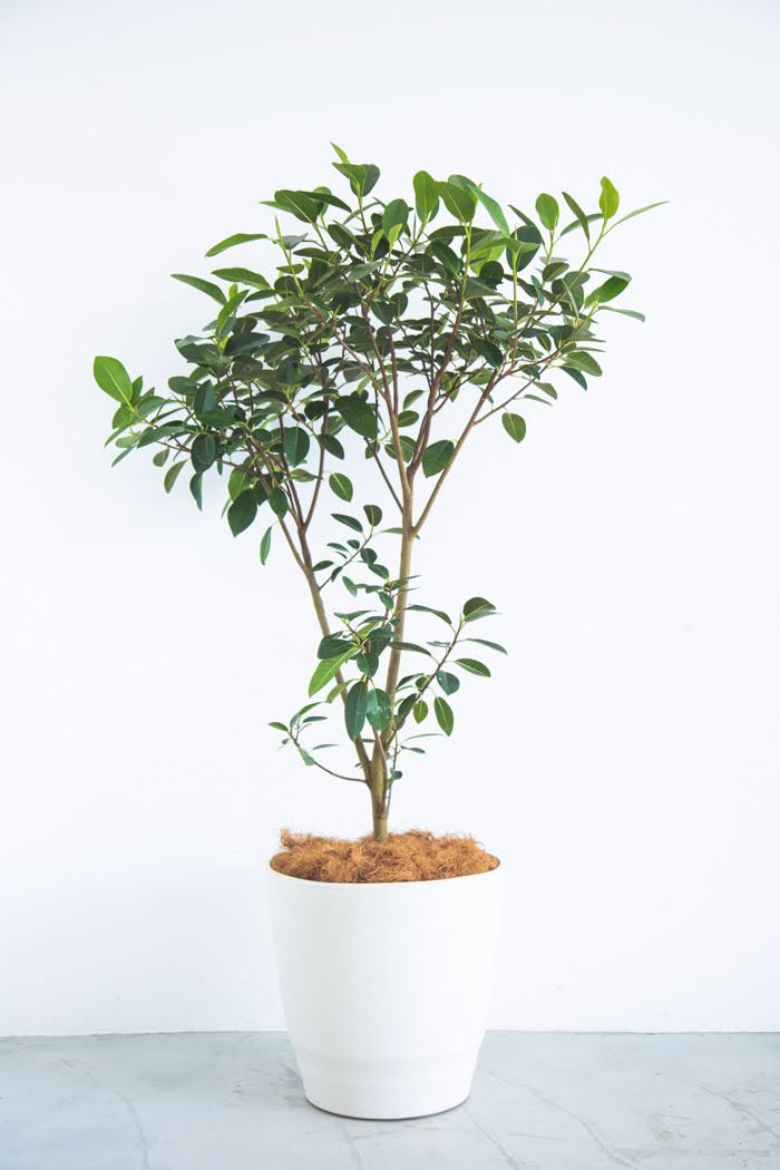 観葉植物 フランスゴムの木 10号鉢 公式 Hanaprime 花と植物のギフト通販