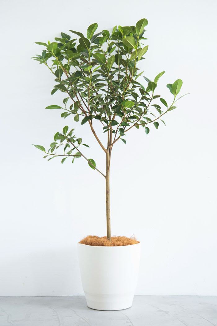 観葉植物 フランスゴムの木（10号鉢）｜HanaPrime（ハナプライム）