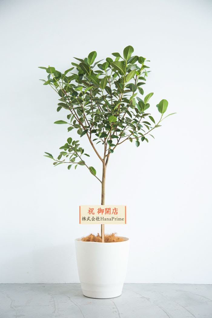 観葉植物 フランスゴムの木（10号鉢）