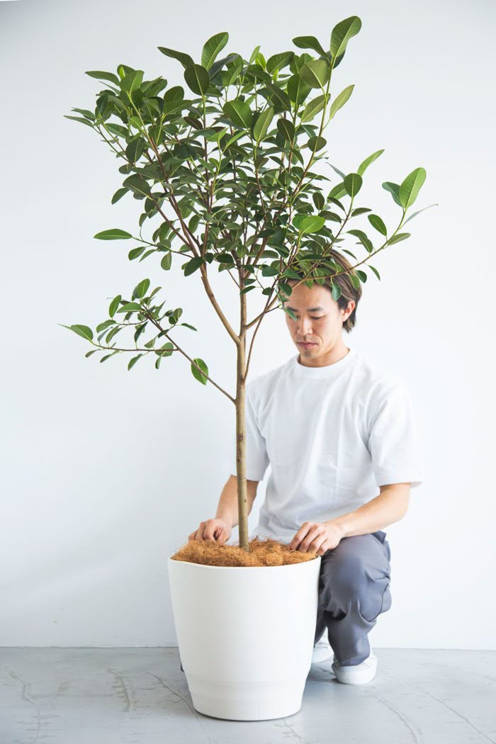 観葉植物 フランスゴムの木（10号鉢）の写真4枚目