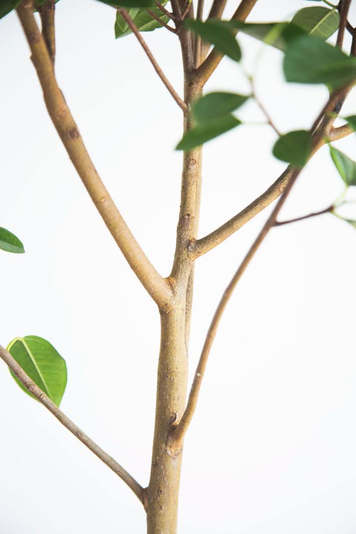 観葉植物 フランスゴムの木（10号鉢）の写真5枚目