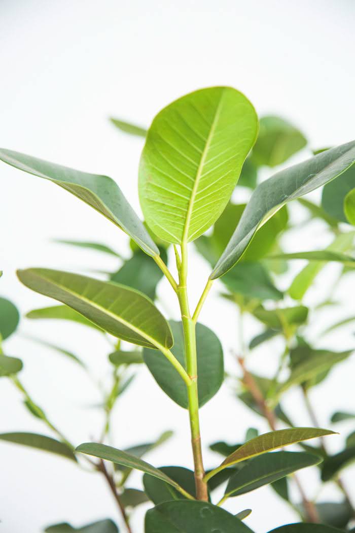 観葉植物 フランスゴムの木（10号鉢）の写真6枚目