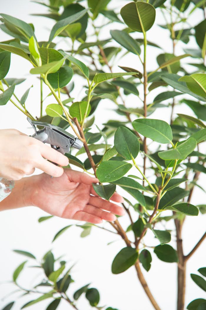 観葉植物 フランスゴムの木（10号鉢）｜HanaPrime（ハナプライム）
