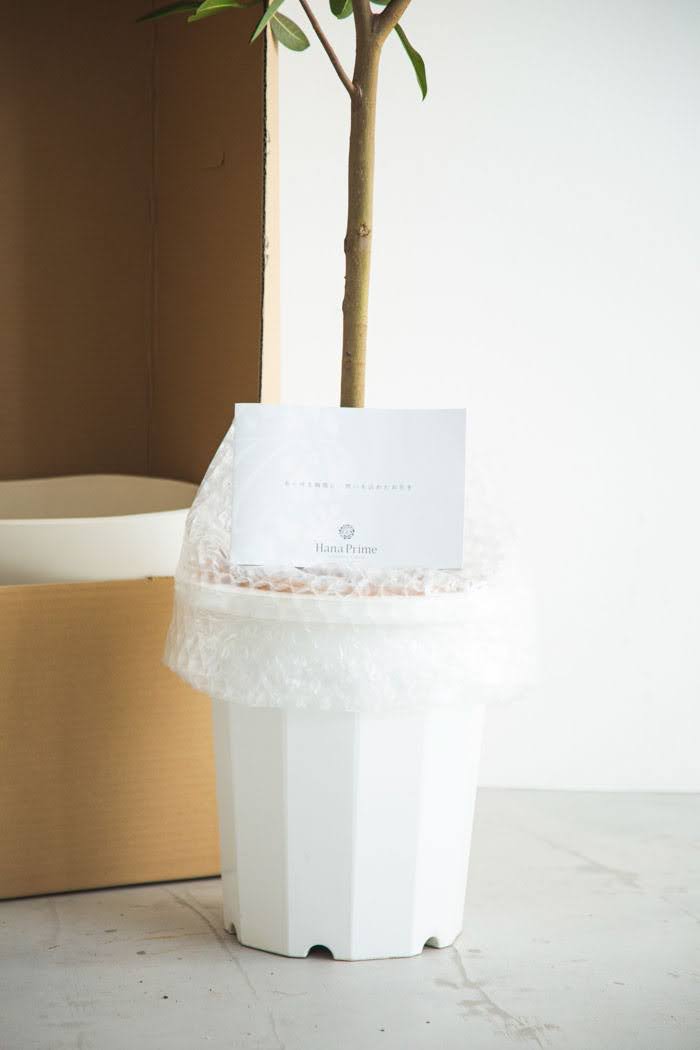 観葉植物 フランスゴムの木（10号鉢）｜HanaPrime（ハナプライム）