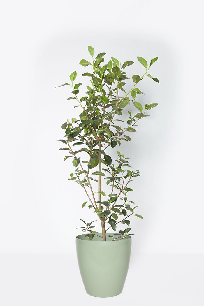 観葉植物 フランスゴムの木 10号鉢 公式 Hanaprime 花と植物のギフト通販