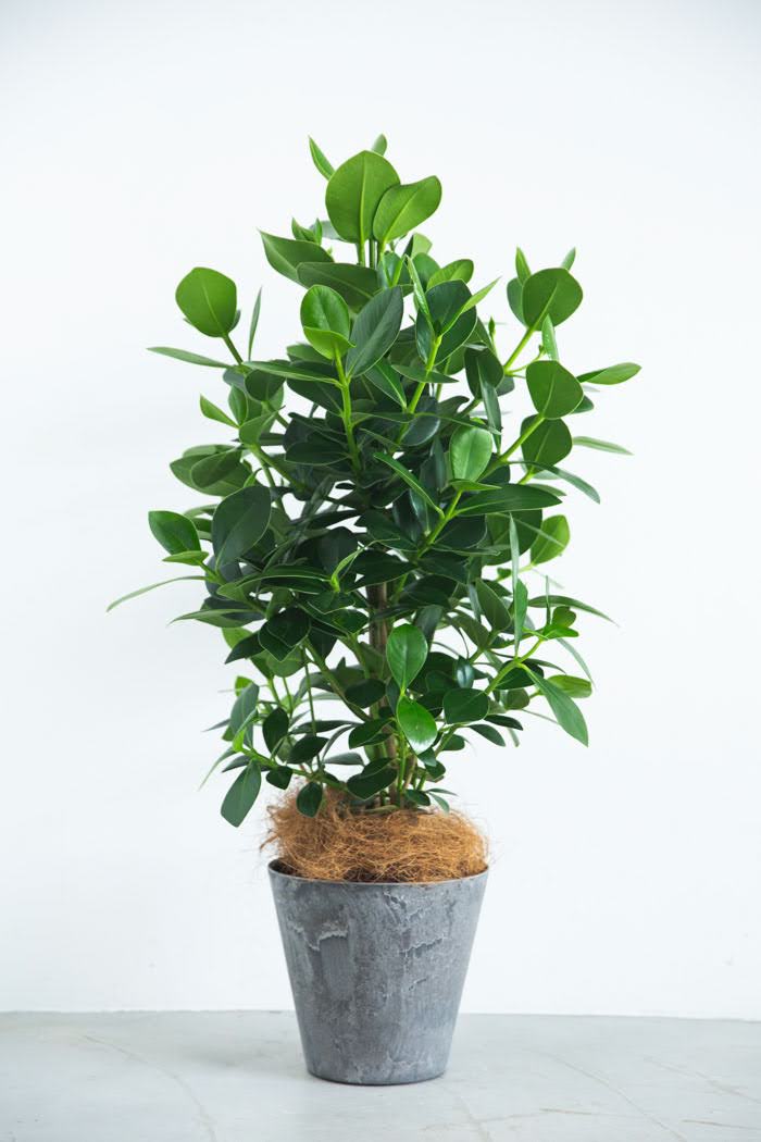 観葉植物 クルシア ロゼアプリンセス（8号鉢）