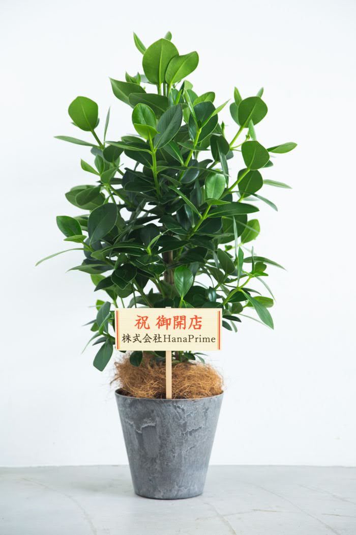 観葉植物　クルシア・ロゼア・プリンセス（8号鉢）の写真2枚目