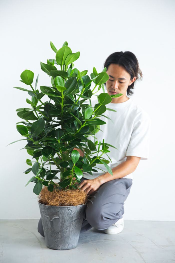 観葉植物 クルシア ロゼアプリンセス（8号鉢）の写真3枚目