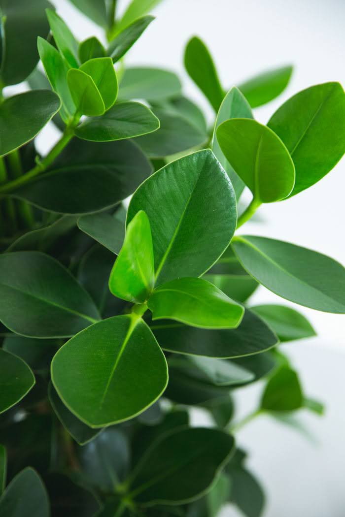 観葉植物 クルシア ロゼアプリンセス（8号鉢）の写真5枚目