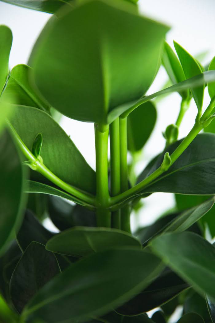 観葉植物 クルシア ロゼアプリンセス（8号鉢）の写真6枚目