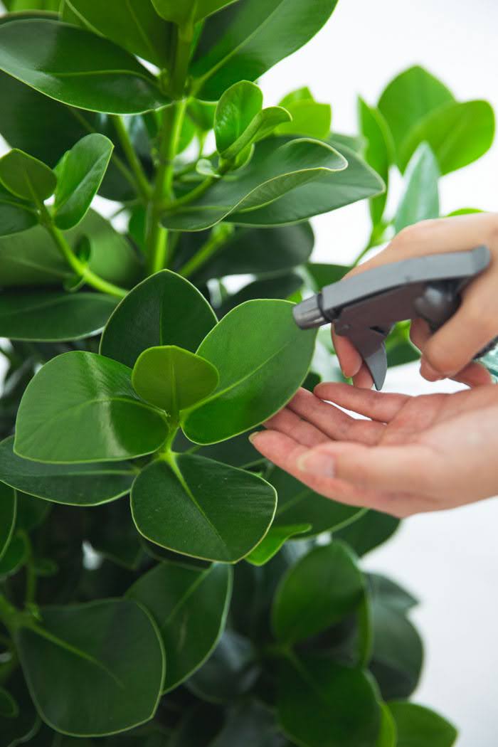 観葉植物 クルシア ロゼアプリンセス（8号鉢）の写真7枚目