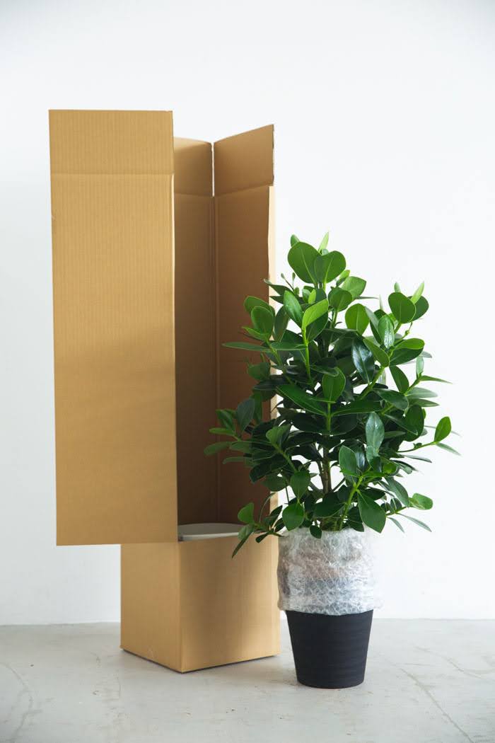 観葉植物 クルシア ロゼアプリンセス（8号鉢）の写真8枚目