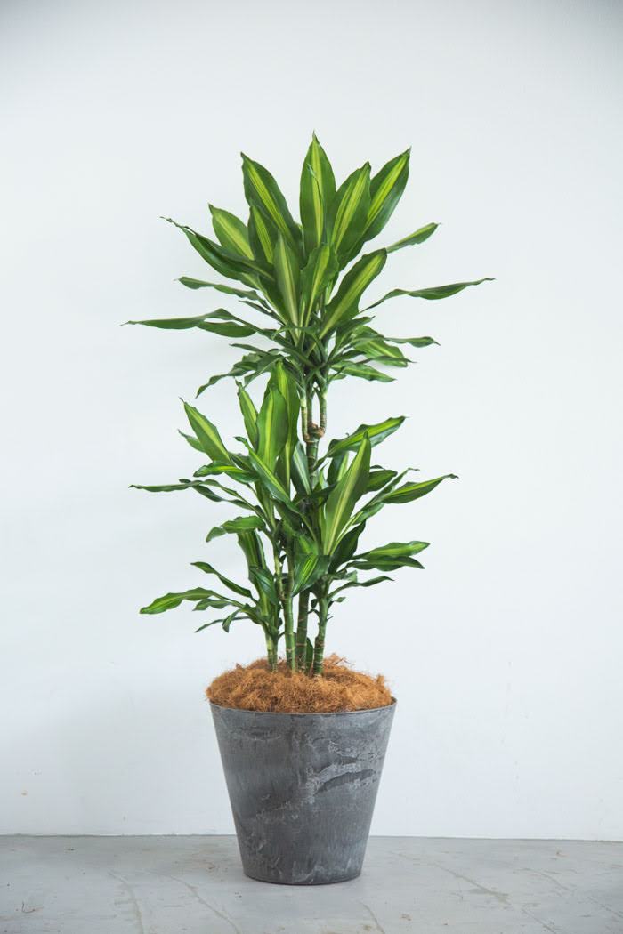 観葉植物　ドラセナ・ステウドネリ・ジェレ（8号鉢）の写真1枚目