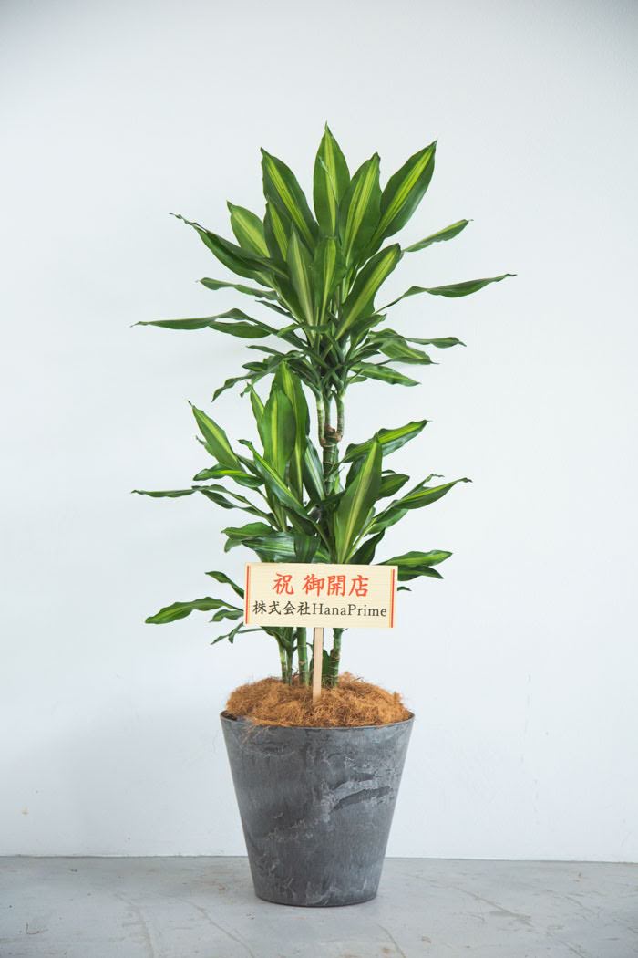 観葉植物　ドラセナ・ステウドネリ・ジェレ（8号鉢）の写真2枚目