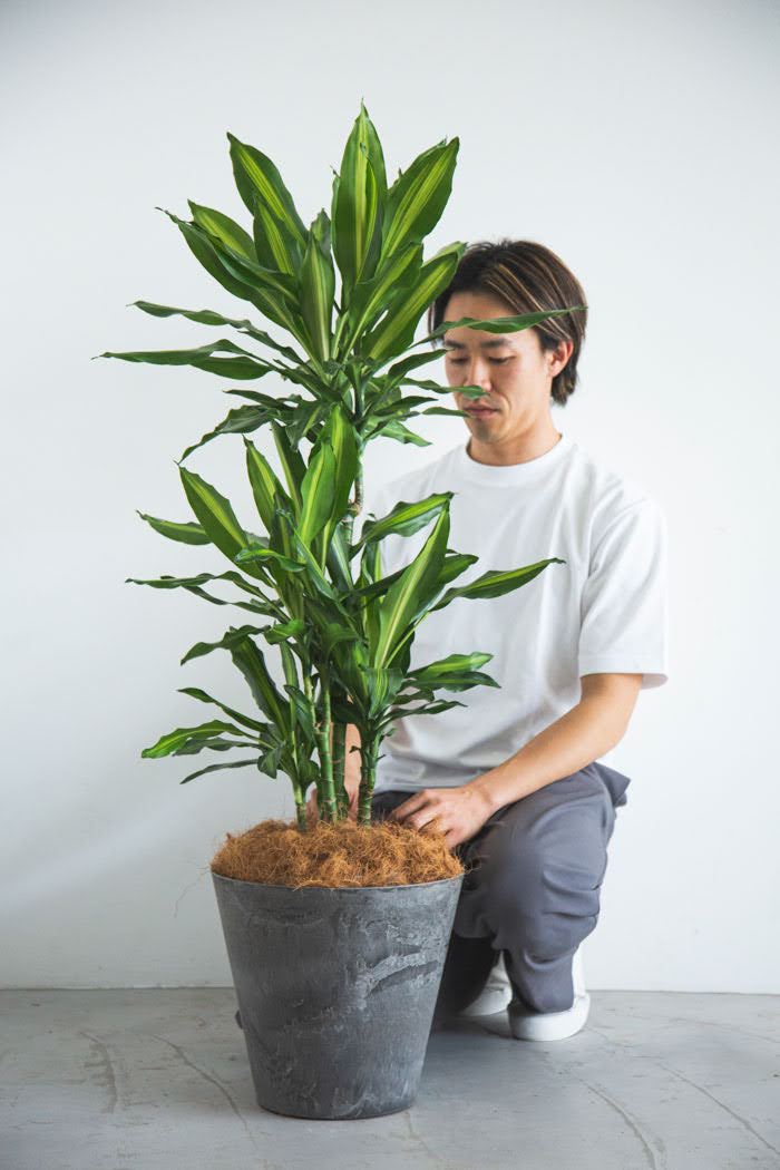 観葉植物　ドラセナ・ステウドネリ・ジェレ（8号鉢）の写真3枚目