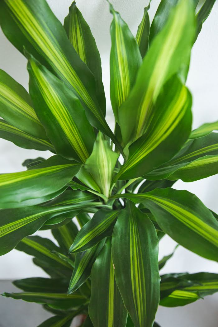 観葉植物 ドラセナ・ステウドネリ・ジェレ（8号鉢）｜HanaPrime（ハナ