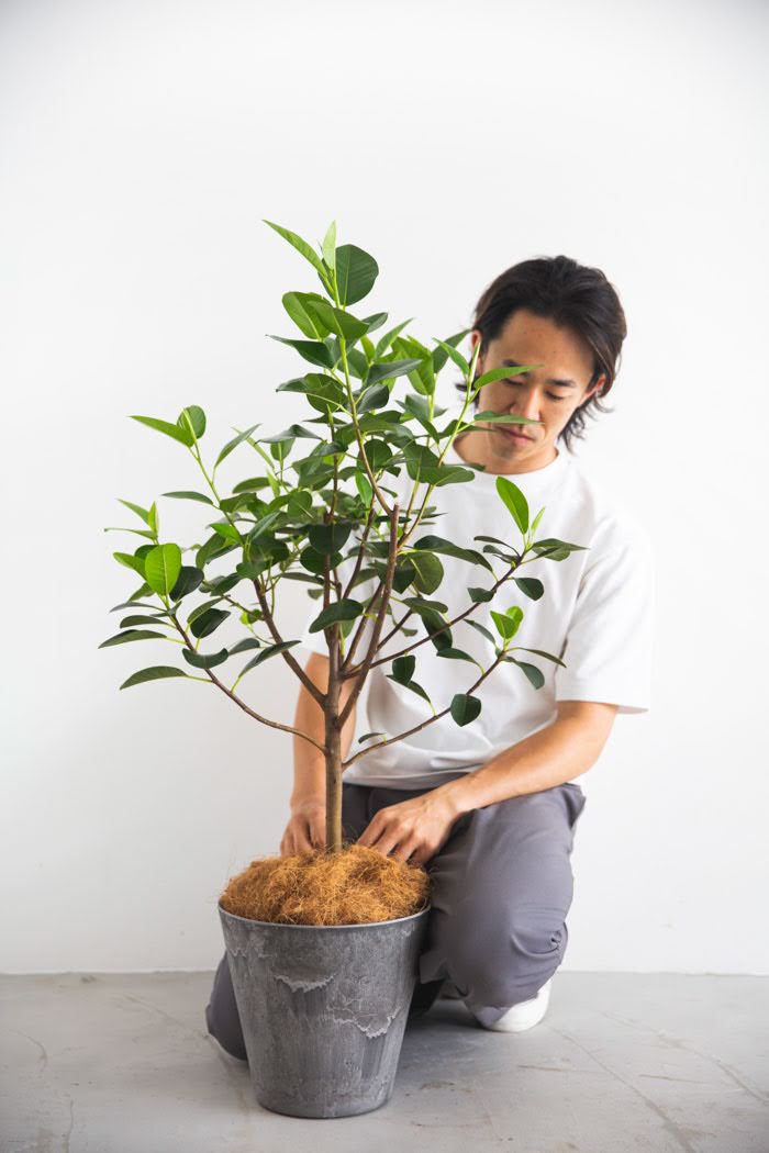 観葉植物 フランスゴムの木（8号鉢）の写真3枚目