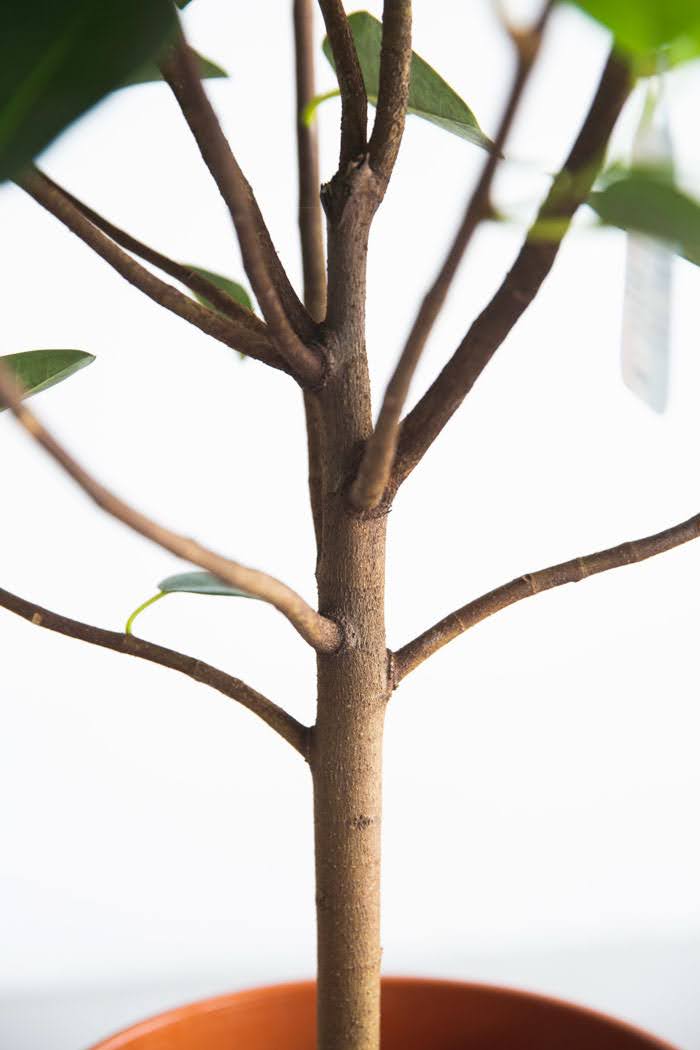 観葉植物 フランスゴムの木 6号 曲り ラスターポット 付き