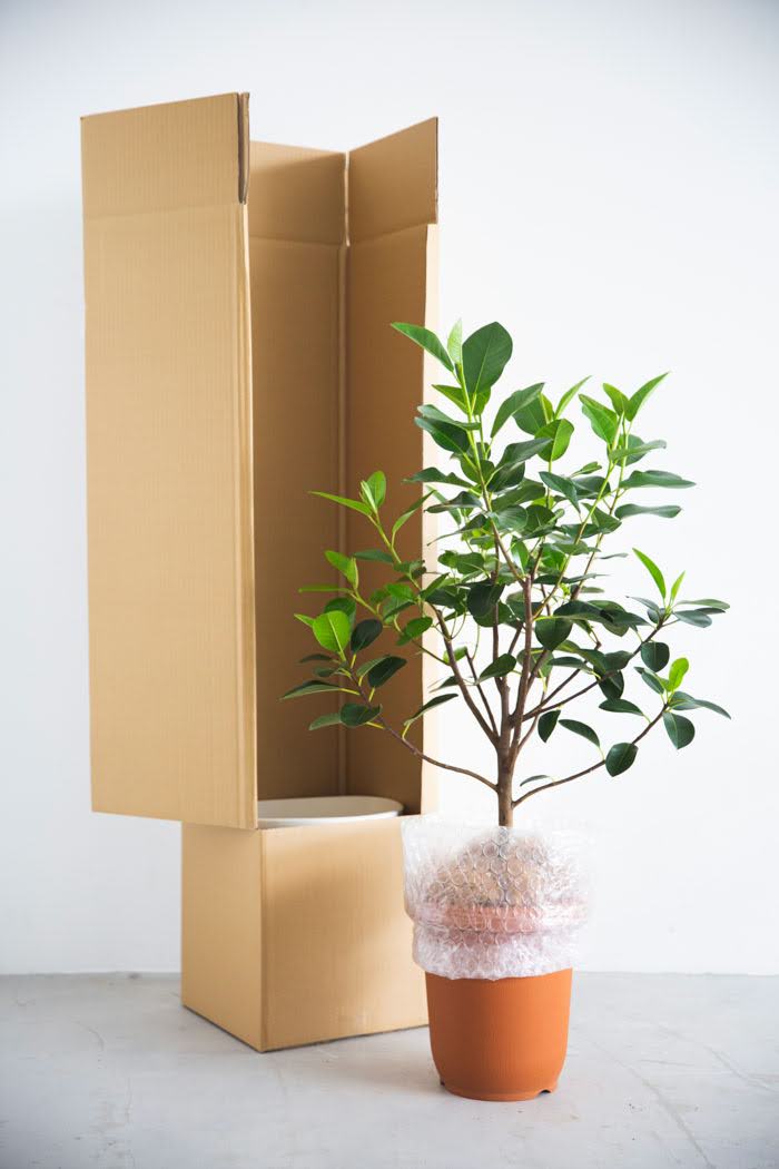 観葉植物 フランスゴムの木（8号鉢）｜HanaPrime（ハナプライム）