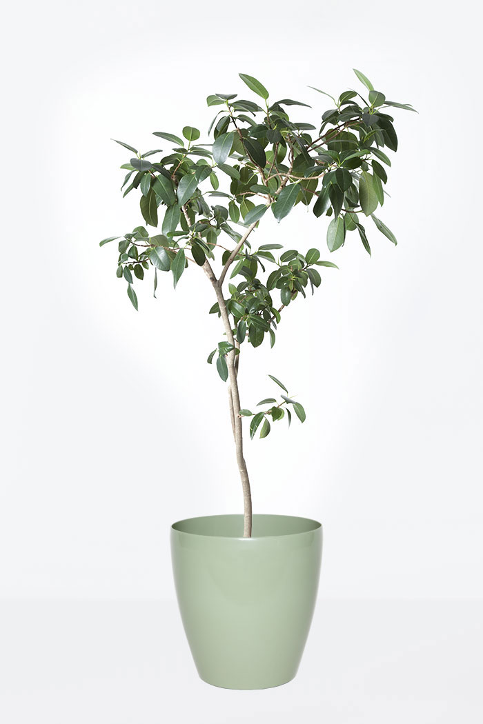 観葉植物 フランスゴムの木 8号鉢 公式 Hanaprime 花と植物のギフト通販 観葉植物 フランスゴムの木 8号鉢 公式 Hanaprime 花と植物のギフト通販