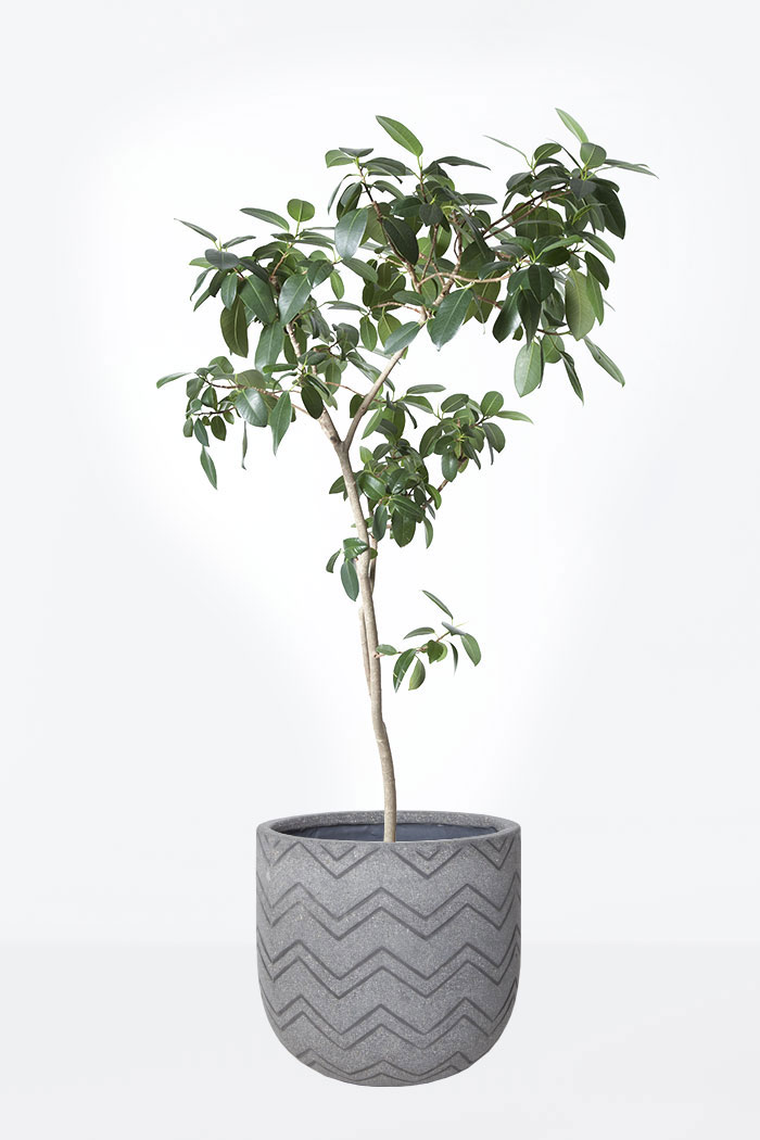 観葉植物 フランスゴムの木 8号鉢 公式 Hanaprime 花と植物のギフト通販