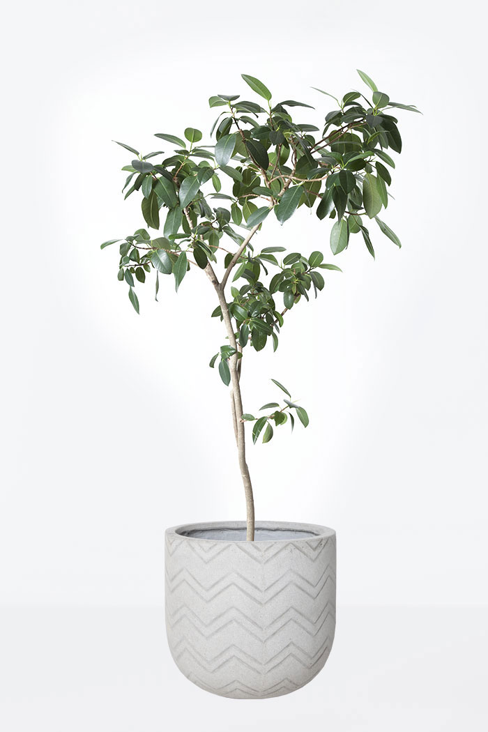 週間ランキング１位獲得 樹形がステキ 花言葉は 永久の愛 フランスゴムの木 カーブ仕立て 8号陶器鉢 売り尽 Rhythmecamp Com