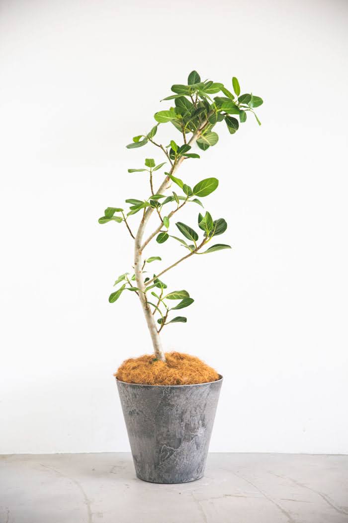 観葉植物 フィカス ベンガレンシス