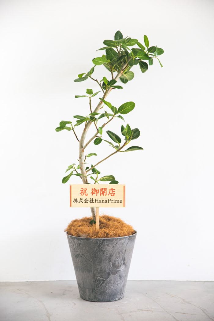 観葉植物 フィカス ベンガレンシス（8号鉢）