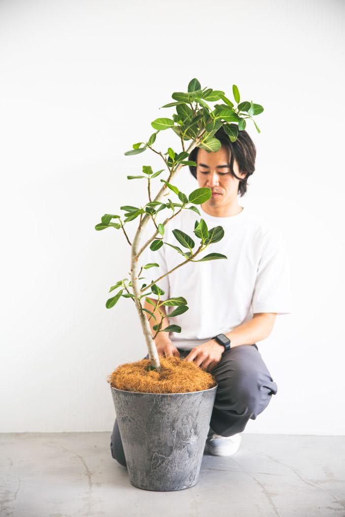 観葉植物 フィカス ベンガレンシス H83cm 8号 インテリア 送料無料！