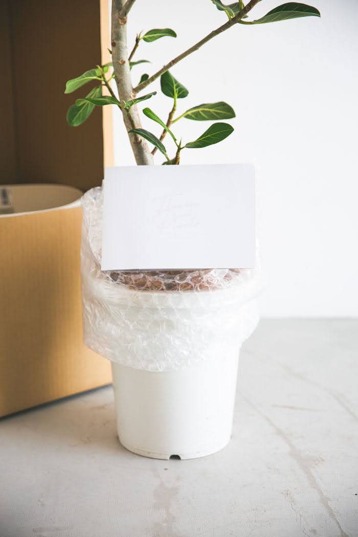 観葉植物 フィカス ベンガレンシス（8号鉢）の写真8枚目