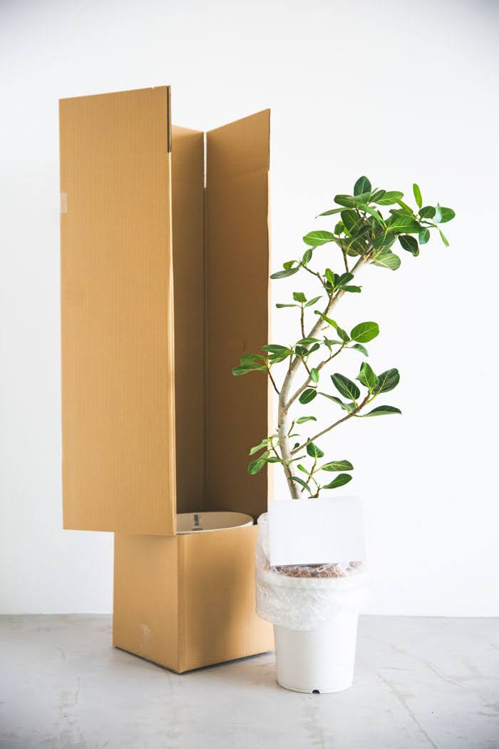 観葉植物 フィカス ベンガレンシス（8号鉢）｜HanaPrime（ハナプライム）